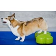 Kép 3/3 - Fitpaws K9 FITbone - 58 x 29 x 10 cm - lila