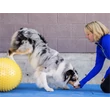 FitPaws Peanut Trax mogyoró 40 cm - sárga