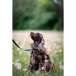 Woolly Wolf Horizon kutyanyakörv - Deep Teal