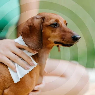 Természetes kullancs, bolha és szúnyogriasztó nedves törlőkendő - TICKLESS