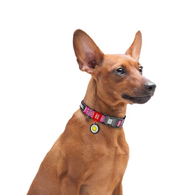 WAUDOG nyakörv smart ID bilétával - Pink smileys