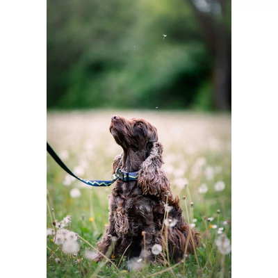 Woolly Wolf Horizon kutyanyakörv - Deep Teal