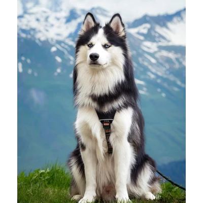 Woolly Wolf Woodland hám