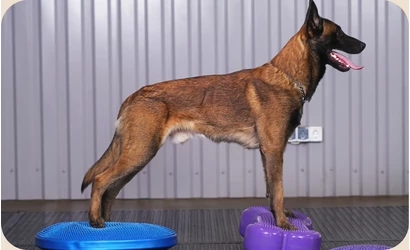 Mikor érdemes kutyás fitnesz eszközt használni?