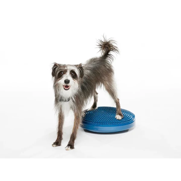 FitPaws Balance disc 56cm - kék