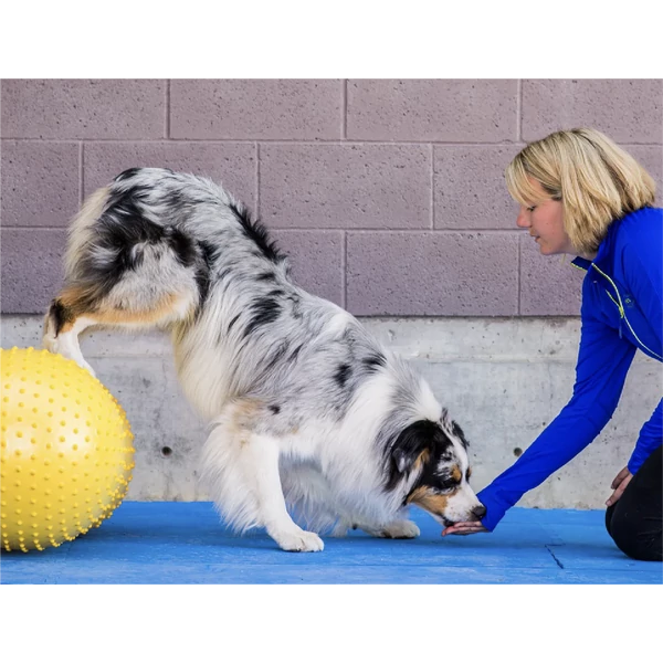 FitPaws Peanut Trax mogyoró 40 cm - sárga