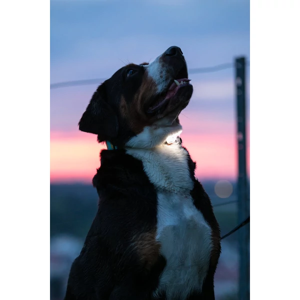 Max & Molly Matrix 2.0 Ultra LED lámpa - Black
