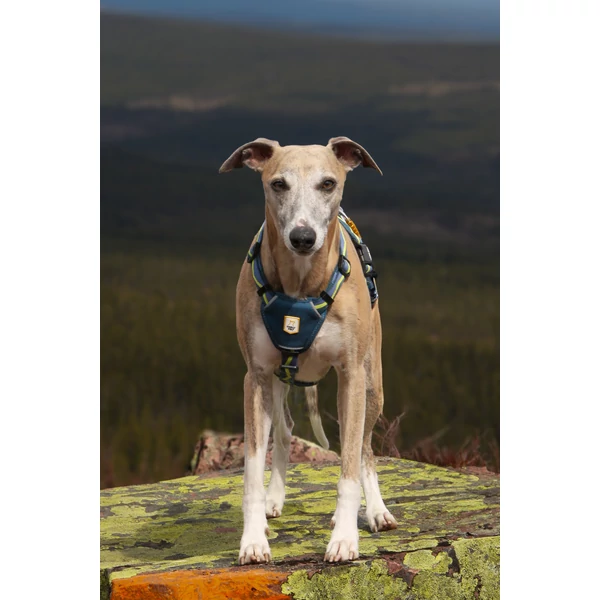 Woolly Wolf Horizon hám - Deep Teal