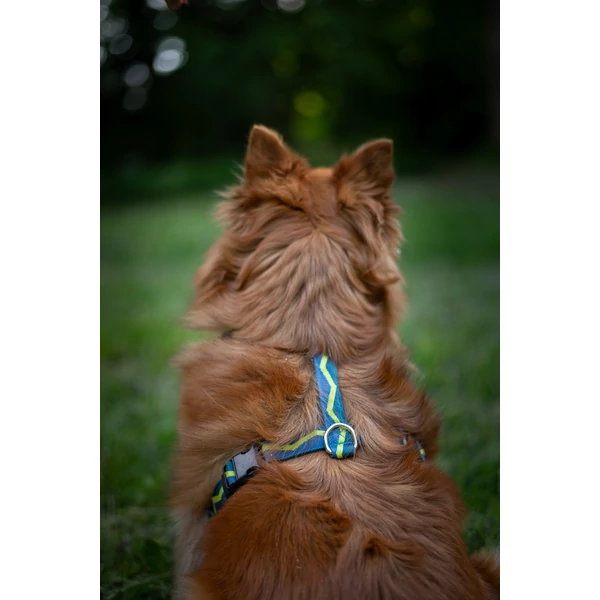 Woolly Wolf Horizon hám - Deep Teal