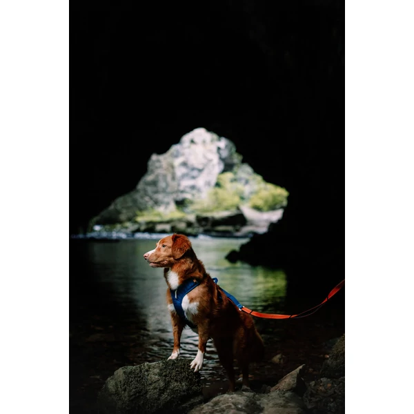 Woolly Wolf Roam hám - Deep Teal