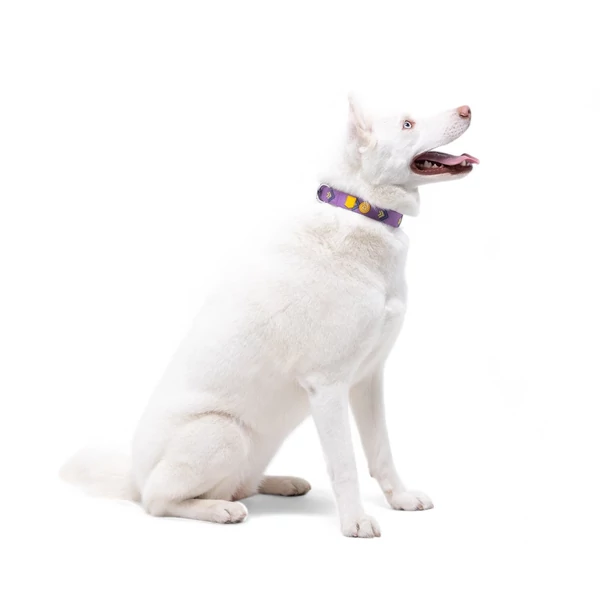 Woolly Wolf Northern Lights nyakörv