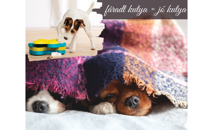 Fáradt kutya a jó kutya