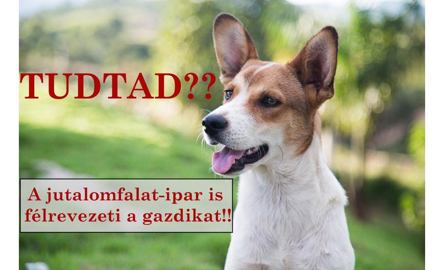 Te milyen jutalomfalatot adsz kutyusodnak??