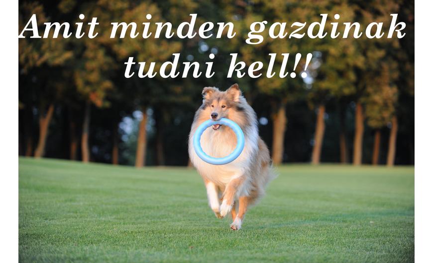Milyen a jó kutyajáték?